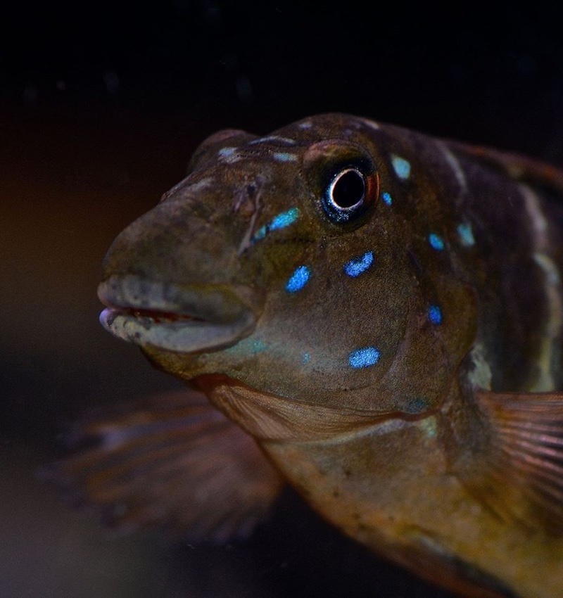 Eretmodus marksmithi 'Msalaba'